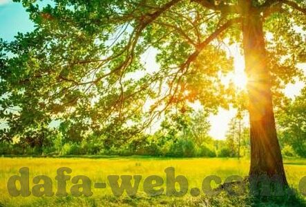 足球比分竞猜技巧-揭秘足球比分竞猜，从新手到高手的进阶指南