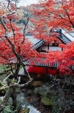 足球比分直播韩国-深度解析，韩国足球比分直播背后的竞技魅力与文化密码